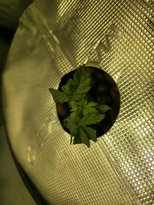 Bubblegum Femaleseeds. Week 5 - 29/01/2026
Introduce: Back to the Future 3weeks old early top!