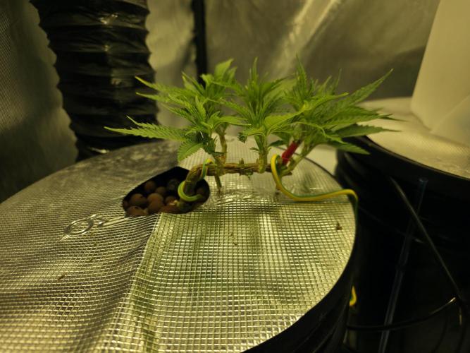 Bubblegum Femaleseeds. Week 5 - 29/01/2026
Moved them into the smaller tent 
Spicy temptation randomly just died