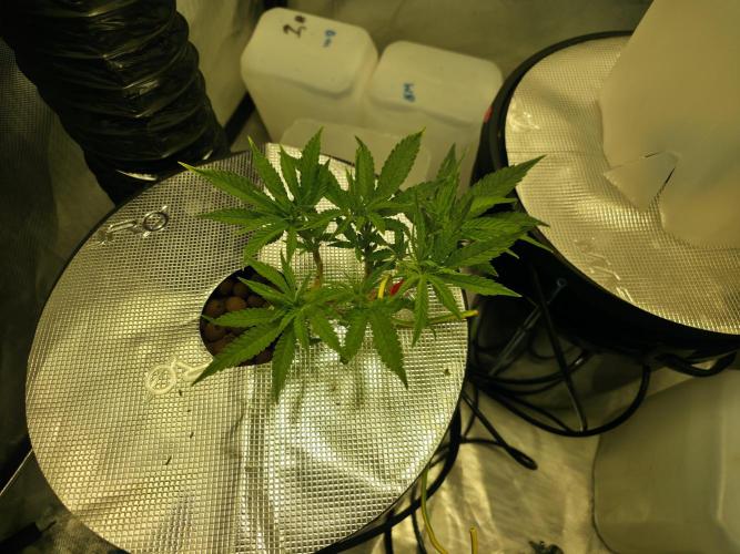 Bubblegum Femaleseeds. Week 5 - 29/01/2026
Moved them into the smaller tent 
Spicy temptation randomly just died
