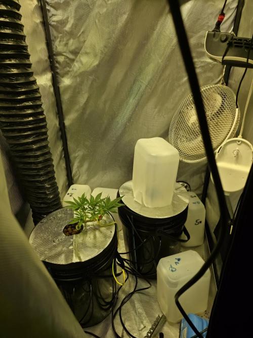 Bubblegum Femaleseeds. Week 5 - 29/01/2026
Moved them into the smaller tent 
Spicy temptation randomly just died