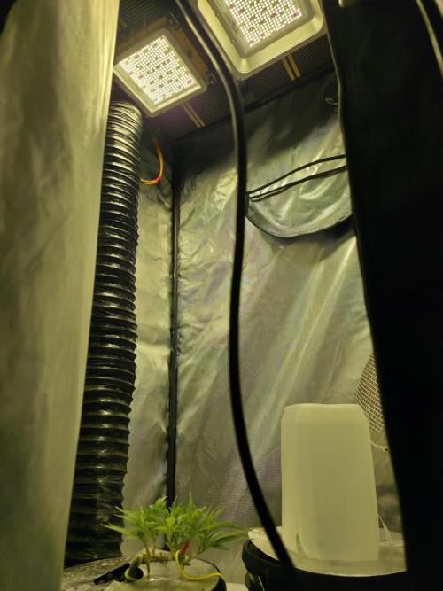 Bubblegum Femaleseeds. Week 5 - 29/01/2026
Moved them into the smaller tent 
Spicy temptation randomly just died