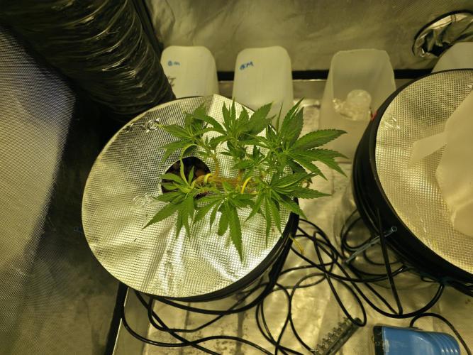 Bubblegum Femaleseeds. Week 6 - 30/01/2026
This transformation marks the moment she moves past the Purgatory