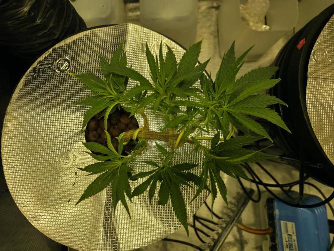 Bubblegum Femaleseeds. Week 6 - 30/01/2026
This transformation marks the moment she moves past the Purgatory