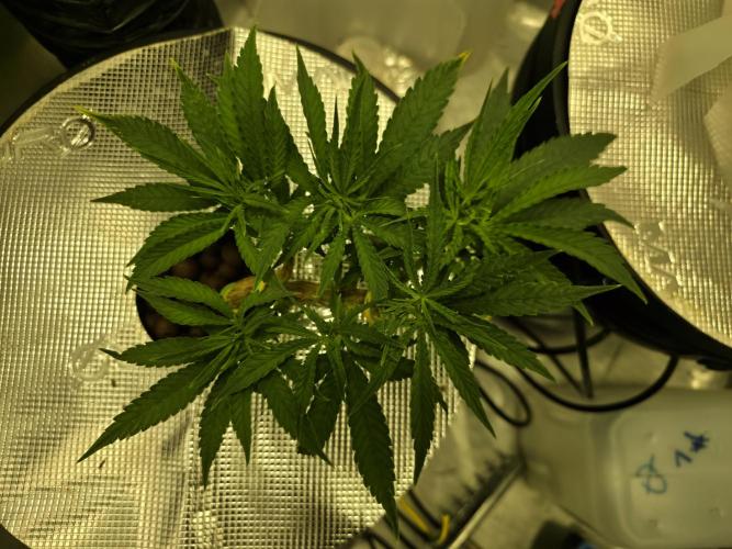 Bubblegum Femaleseeds. Week 6 - 30/01/2026
This transformation marks the moment she moves past the Purgatory