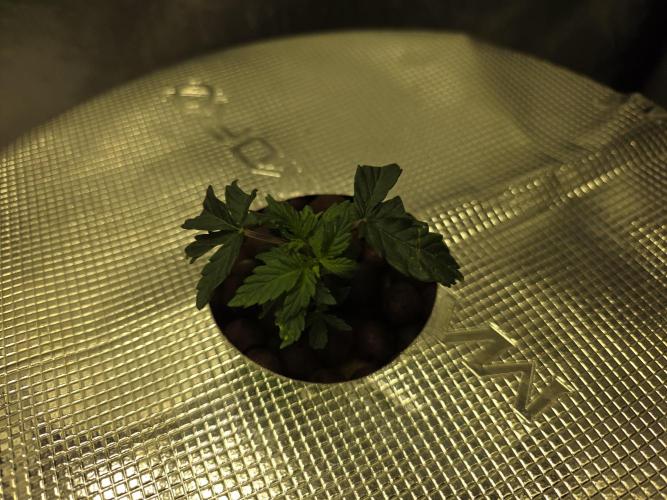 Bubblegum Femaleseeds. Week 6 - 30/01/2026
Back to the Future 