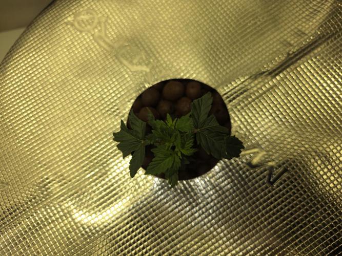 Bubblegum Femaleseeds. Week 6 - 30/01/2026
Back to the Future 