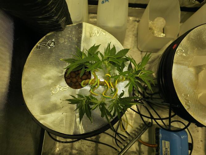 Bubblegum Femaleseeds. Week 6 - Midday-
Attached her training. Wires create huge knuckles! They undo easy as wel