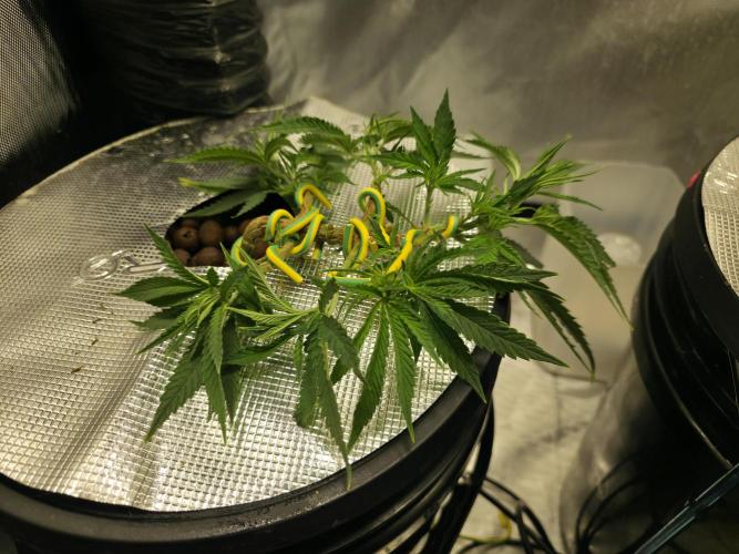 Bubblegum Femaleseeds. Week 6 - Midday-
Attached her training. Wires create huge knuckles! They undo easy as wel