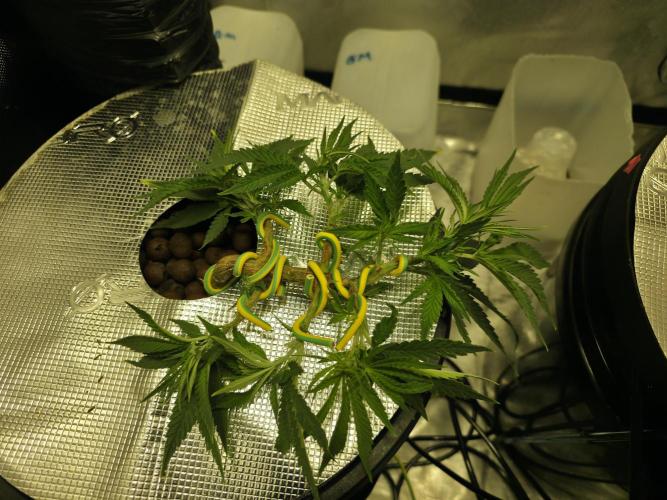 Bubblegum Femaleseeds. Week 6 - Midday-
Attached her training. Wires create huge knuckles! They undo easy as wel