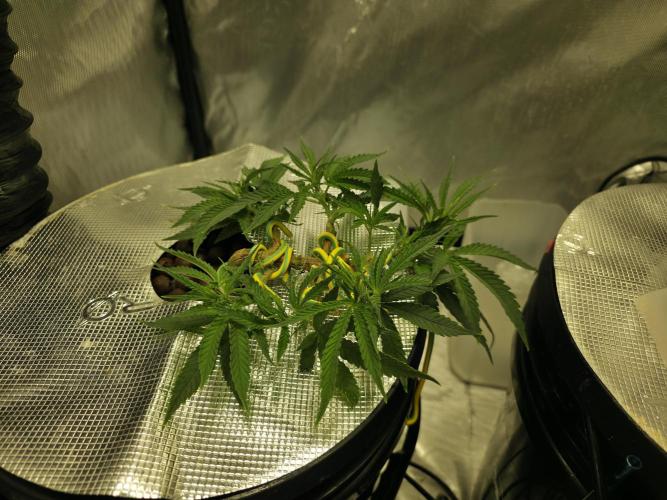 Bubblegum Femaleseeds. Week 6 - Friday, Jan 30th – The Midday Pivot
Few hours later