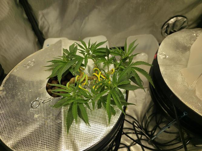 Bubblegum Femaleseeds. Week 6 - Friday, Jan 30th – The Midday Pivot
Few hours later