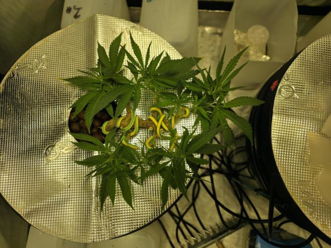 Bubblegum Femaleseeds. Week 6 - Friday, Jan 30th – The Midday Pivot
Few hours later