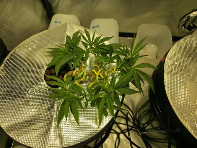 Bubblegum Femaleseeds. Week 6 - Friday, Jan 30th – The Midday Pivot
Few hours later