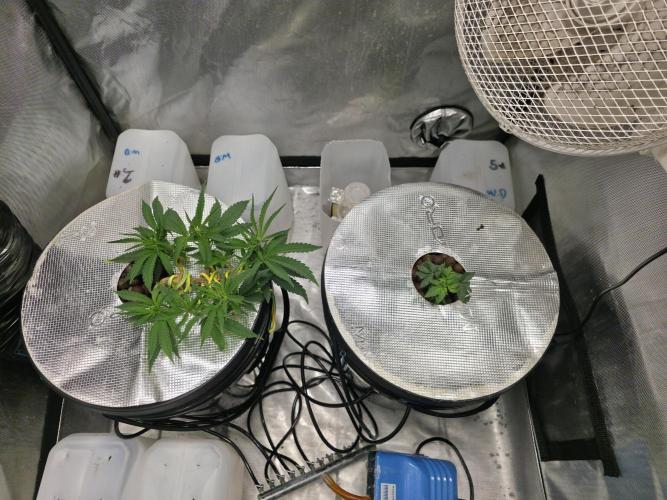 Bubblegum Femaleseeds. Week 6 - 31/01/2026
Log Entry: Atmospheric Optimization & Metabolic Continuity