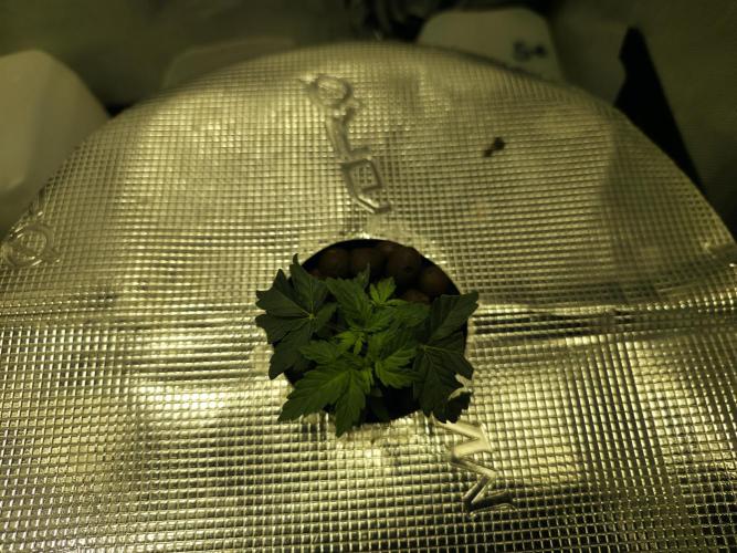 Bubblegum Femaleseeds. Week 6 - 31/01/2026
Log Entry: Atmospheric Optimization & Metabolic Continuity