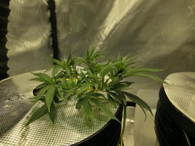 Bubblegum Femaleseeds. Week 6 - 31/01/2026
Log Entry: Atmospheric Optimization & Metabolic Continuity