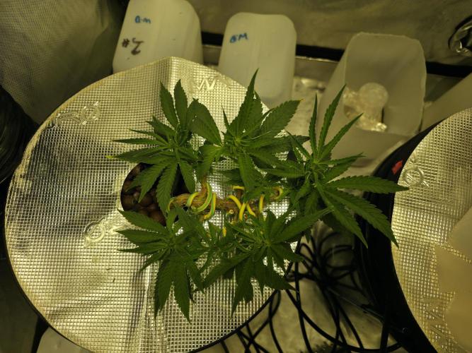 Bubblegum Femaleseeds. Week 6 - 31/01/2026
Log Entry: Atmospheric Optimization & Metabolic Continuity