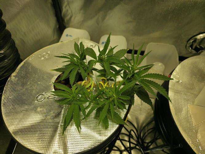 Bubblegum Femaleseeds. Week 6 - 31/01/2026
Log Entry: Atmospheric Optimization & Metabolic Continuity