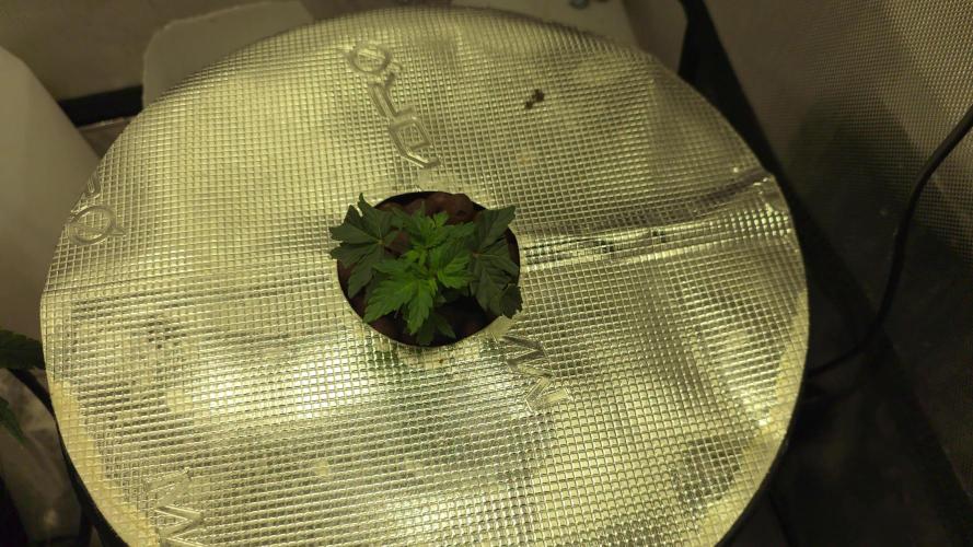 Bubblegum Femaleseeds