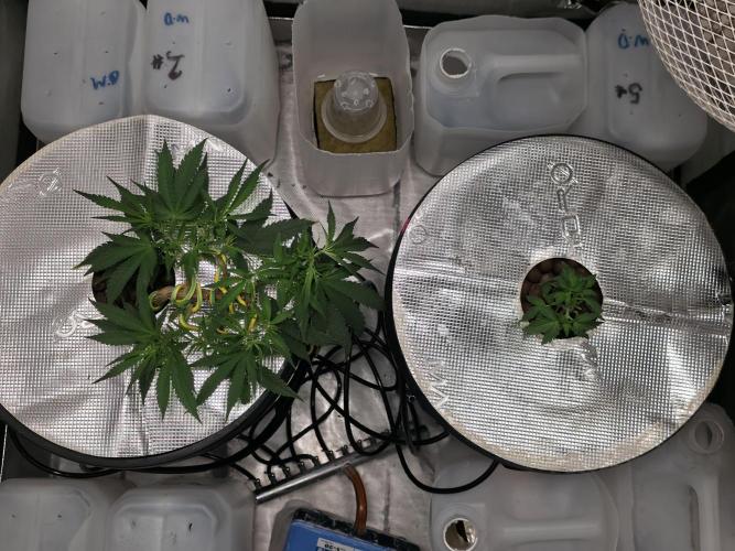 Bubblegum Femaleseeds. Week 6 - 01/02/2026