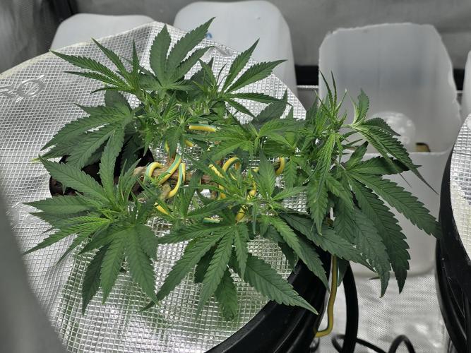 Bubblegum Femaleseeds. Week 6 - 01/02/2026