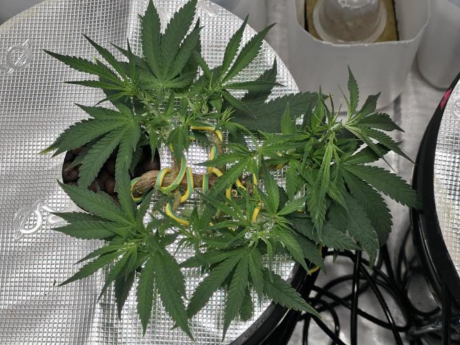 Bubblegum Femaleseeds. Week 6 - 01/02/2026