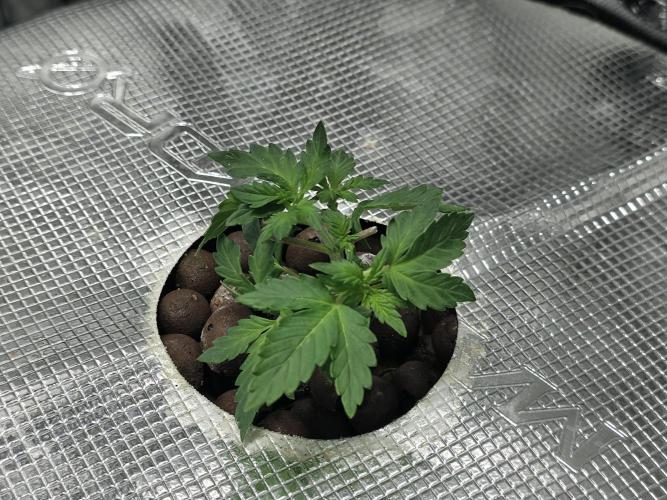 Bubblegum Femaleseeds. Week 6 - 01/02/2026