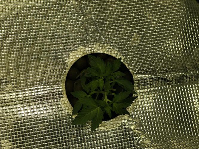 Bubblegum Femaleseeds. Week 6 - 01/02/2026