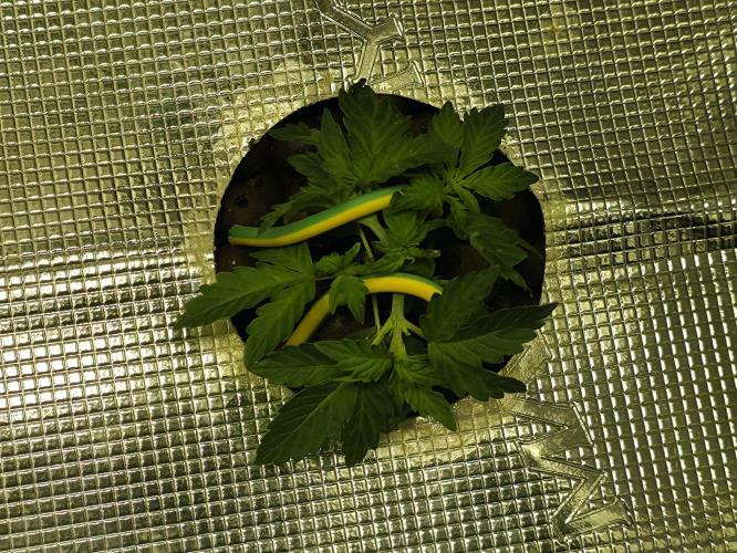 Bubblegum Femaleseeds. Week 6 - 02/02/2026