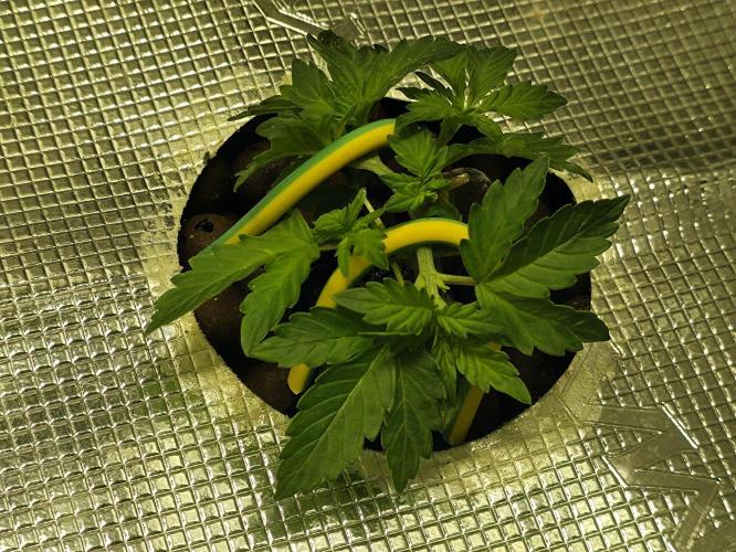 Bubblegum Femaleseeds. Week 6 - 02/02/2026