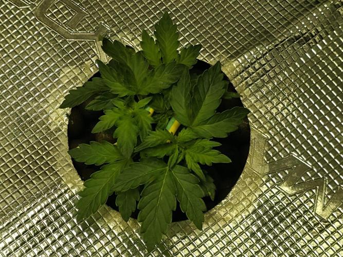 Bubblegum Femaleseeds. Week 6 - 02/02/2026