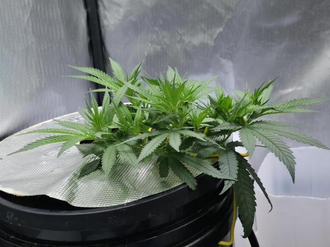 Bubblegum Femaleseeds. Week 6 - 03/02/206
Gativa CT e2000 installed: Praying intensified 