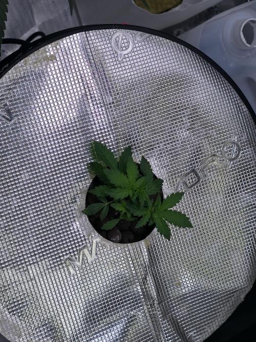 Bubblegum Femaleseeds. Week 6 - 03/02/206
Gativa CT e2000 installed: Praying intensified 