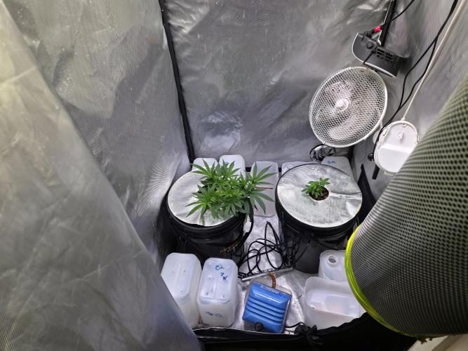 Bubblegum Femaleseeds. Week 6 - 03/02/206
Gativa CT e2000 installed: Praying intensified 