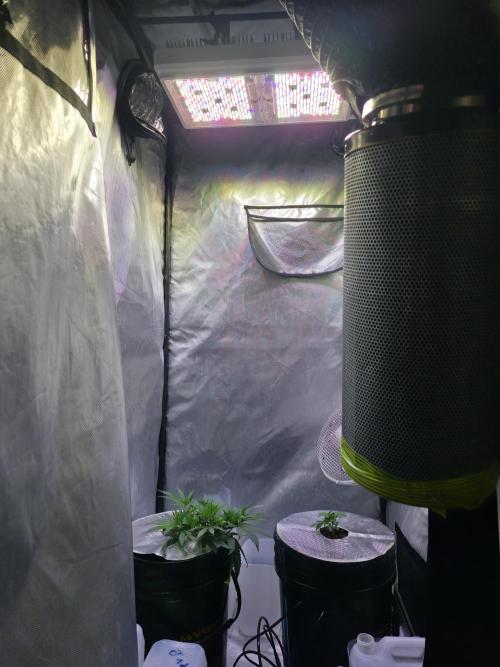 Bubblegum Femaleseeds. Week 6 - 03/02/206
Gativa CT e2000 installed: Praying intensified 