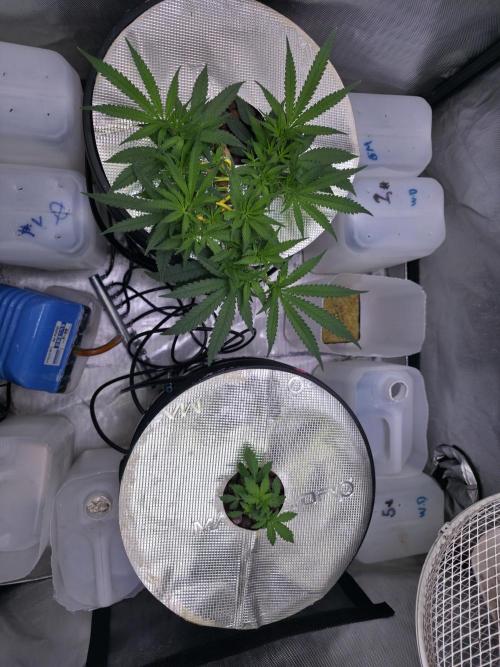 Bubblegum Femaleseeds. Week 6 - 03/02/206
Gativa CT e2000 installed: Praying intensified 