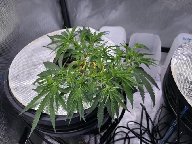 Bubblegum Femaleseeds. Week 7 - 05/02/2026 
Lite defoll of inner fan leaves and supercropped the outter branches