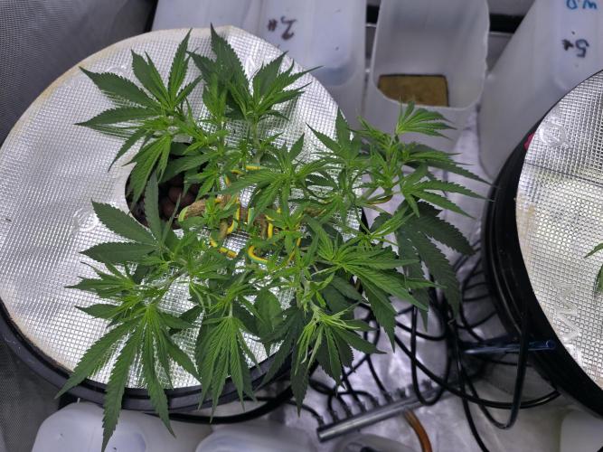 Bubblegum Femaleseeds. Week 7 - 05/02/2026 
Lite defoll of inner fan leaves and supercropped the outter branches