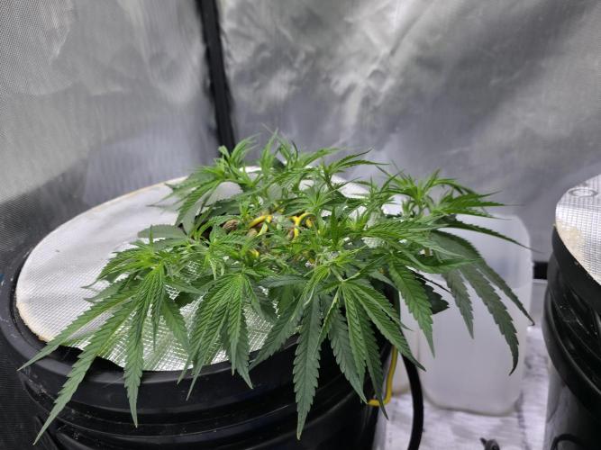 Bubblegum Femaleseeds. Week 7 - 05/02/2026 
Lite defoll of inner fan leaves and supercropped the outter branches