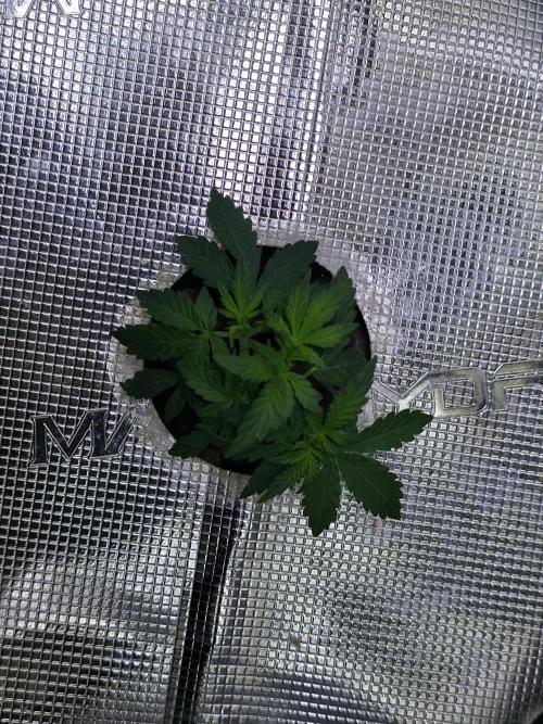 Bubblegum Femaleseeds. Week 7 - 05/02/2026 
Lite defoll of inner fan leaves and supercropped the outter branches