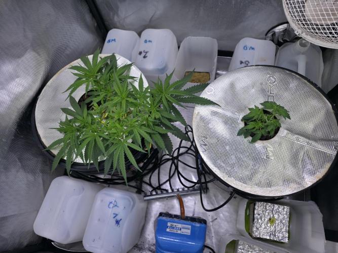 Bubblegum Femaleseeds. Week 7 - 06/02/2026