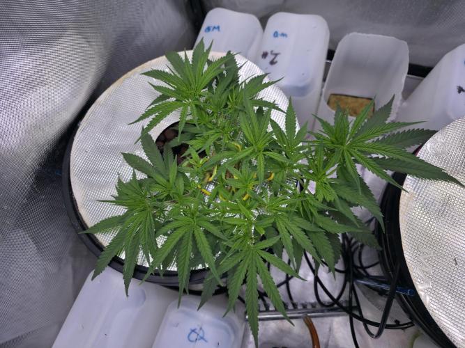 Bubblegum Femaleseeds. Week 7 - 06/02/2026