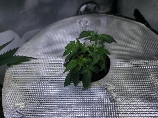 Bubblegum Femaleseeds. Week 7 - 06/02/2026