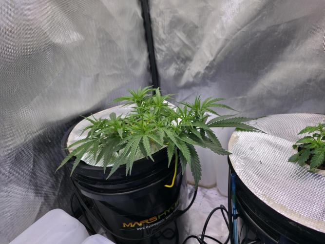 Bubblegum Femaleseeds. Week 7 - 06/02/2026