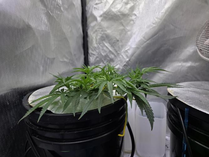 Bubblegum Femaleseeds. Week 7 - 06/02/2026