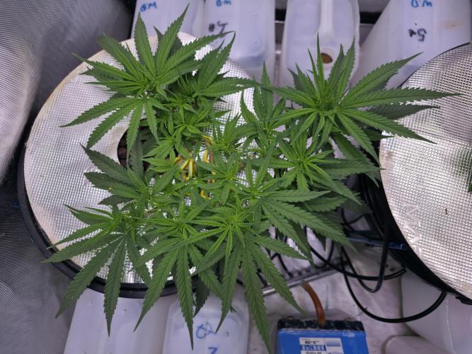 Bubblegum Femaleseeds. Week 7 - 06/02/2026
Thinning of the tops again and folding her main stems ouwards via sup