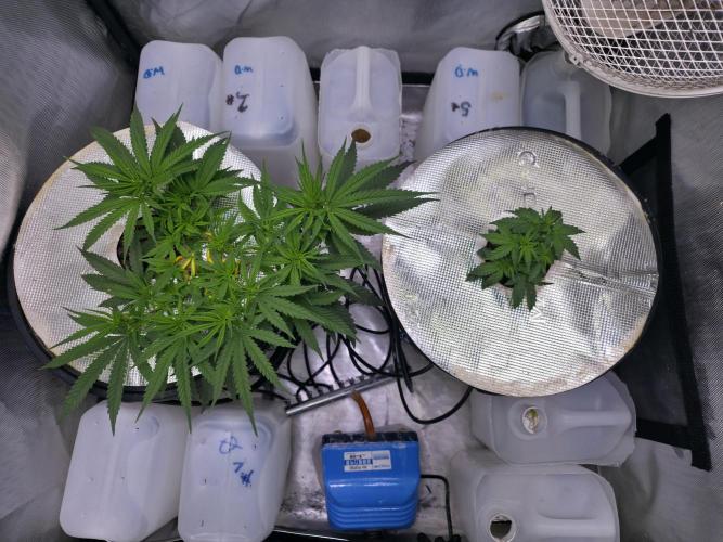 Bubblegum Femaleseeds. Week 7 - 06/02/2026
Thinning of the tops again and folding her main stems ouwards via sup