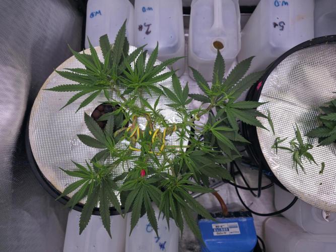 Bubblegum Femaleseeds. Week 7 - 08/02/2026
Thining of the tops again while keeping the surrounding fan leaves. 
