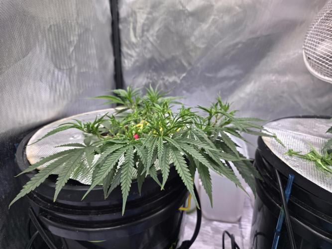 Bubblegum Femaleseeds. Week 7 - 08/02/2026
Thining of the tops again while keeping the surrounding fan leaves. 
