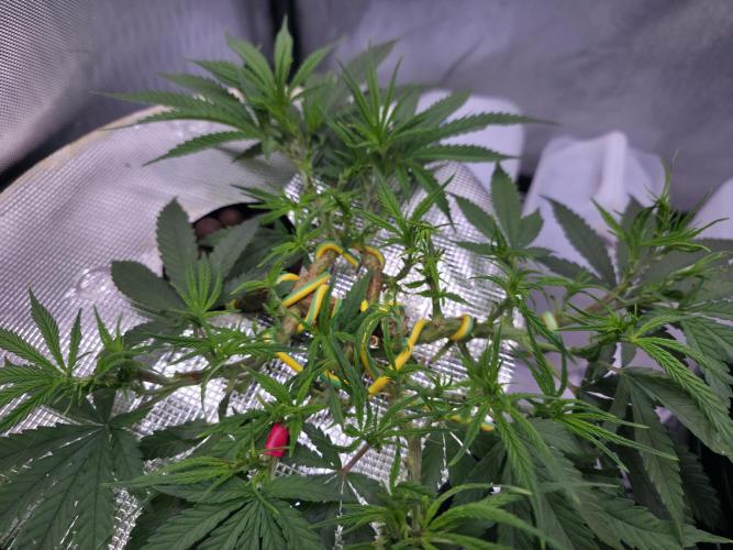 Bubblegum Femaleseeds. Week 7 - 08/02/2026
Thining of the tops again while keeping the surrounding fan leaves. 
